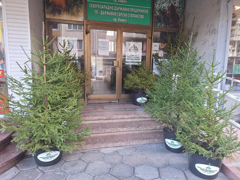 За трета поредна година Държавното горско стопанство в Ловеч предлага коледни дръвчета в саксия 