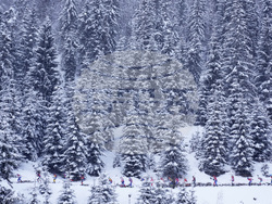 Austria Biathlon World Cup