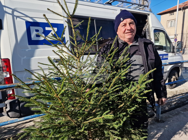 Първите естествени коледни дървета са на пазара в Хасково, доставени от Смолянско