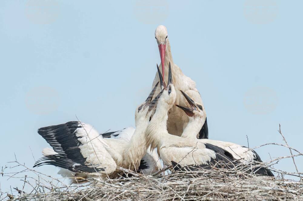 Bulgarian Society for Protection of Birds Reports Rise in White Stork Population Compared to Decade Ago