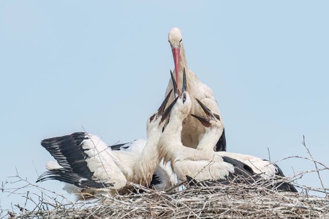Bulgarian Society for Protection of Birds Reports Rise in White Stork Population Compared to Decade Ago