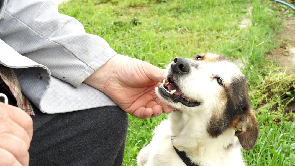 Продължава безплатната кастрация на дворни домашни кучета в Общинския приют в Стара Загора
