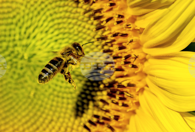 Учени извършиха успешно осеменяване на пчели със замразена семенна течност