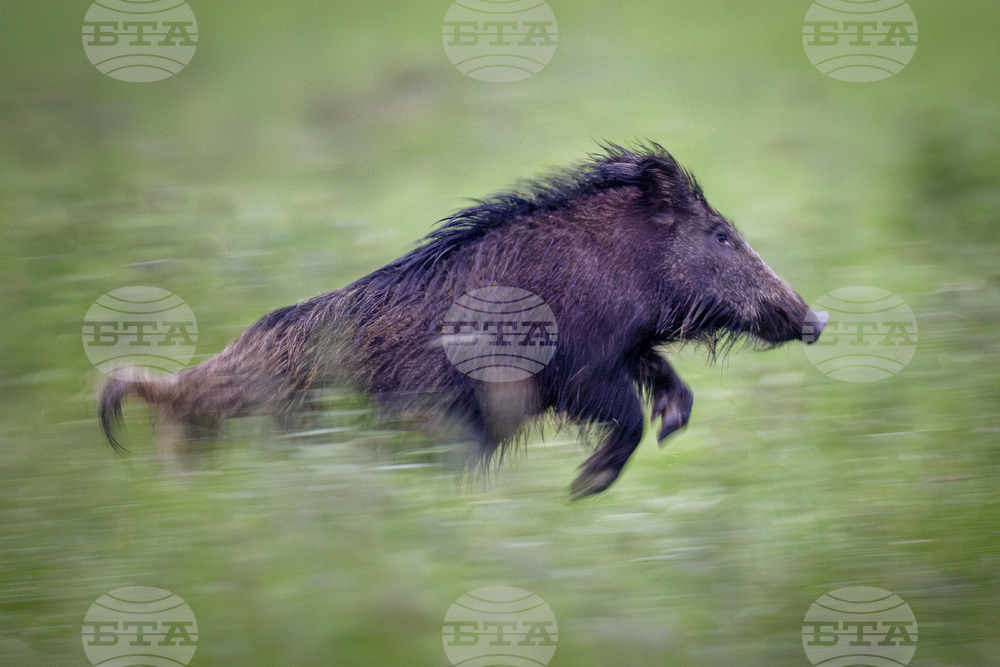 Глиган се разходи из търговски център в Берлин