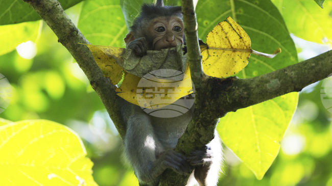 Непознати видове диви животни бяха открити в карстови пещери на Камбоджа