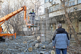 Варна - опасни дървета - премахване