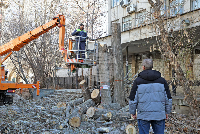 Варна - опасни дървета - премахване