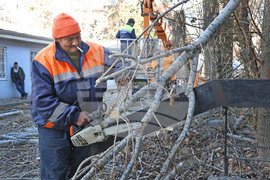 Варна - опасни дървета - премахване