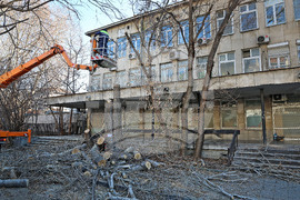 Варна - опасни дървета - премахване