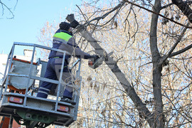Варна - опасни дървета - премахване