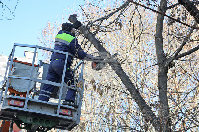 Започва подрязване на дърветата по ул. "Александровска" в Бургас заради десетки жалби от живеещи в района