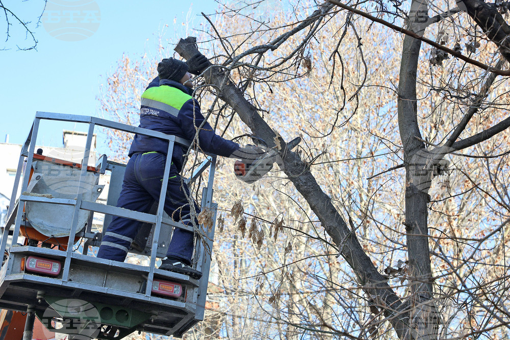 Варна - опасни дървета - премахване