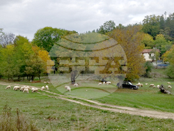 Сърбия - село Белут - репортаж