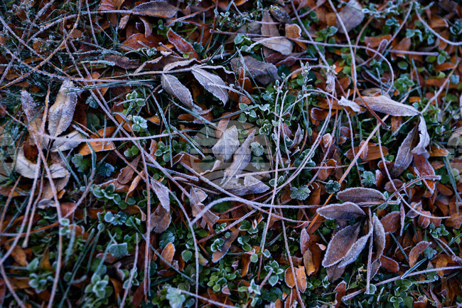 The Weather on January 17