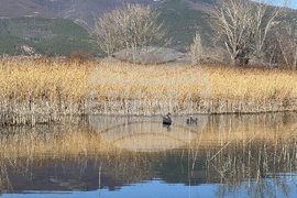 Село Конаре - 13-годишен - издирване