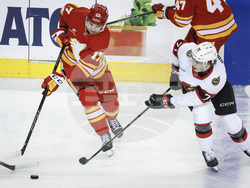 Senators Flames Hockey