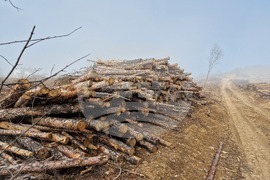Стара Загора - залесяване - Радостин Танев