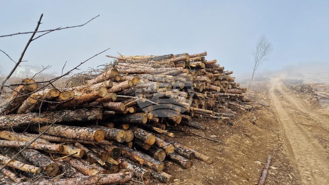Служители на ДГС-Петрич са заловили бракониери по време на незаконен добив на дървесина