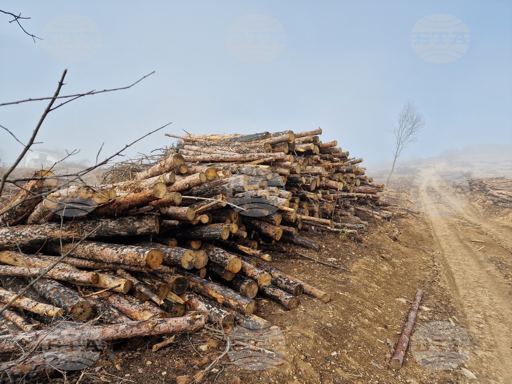 Служители на ДГС-Петрич са заловили бракониери по време на незаконен добив на дървесина