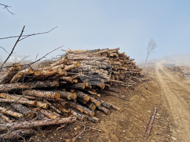 Служители на ДГС-Петрич са заловили бракониери по време на незаконен добив на дървесина