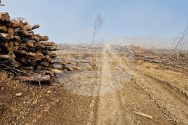 Стара Загора - залесяване - Радостин Танев