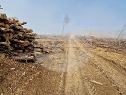 Стара Загора - залесяване - Радостин Танев