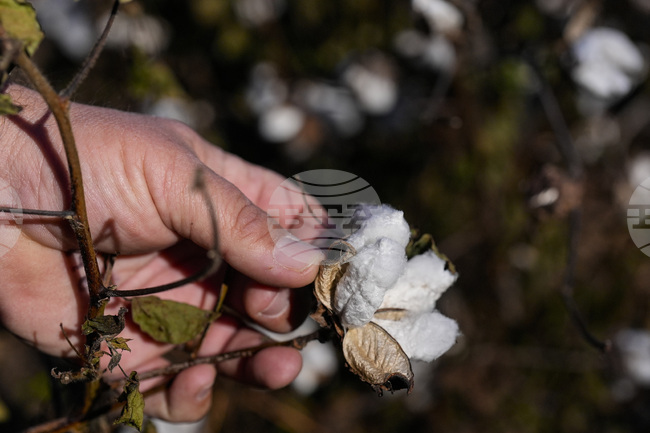 МЕНА: Кайро и Делхи разглеждат възможностите за подобряване на достъпа на египетски продукти до индийския пазар