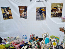 Кюстендил - Благотворителен базар - общински приют за кучета 