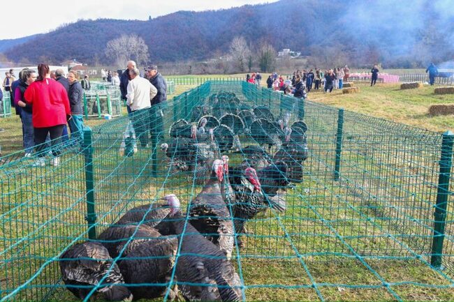 АТА: Кметът на Тирана Велиай призова да се консумират местни продукти на открития пазар за пуйки в Балдушк