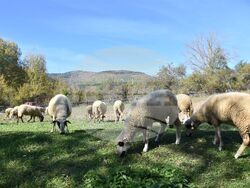 Сърбия - Село Бресница (Брестница)