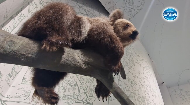 Малко мече вече е част от новите експонати в Природонаучния музей в троянското село Черни Осъм