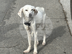 Конаре - издирване на 13-годишния Николай