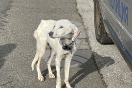 Конаре - издирване на 13-годишния Николай