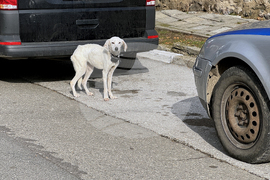 Конаре - издирване на 13-годишния Николай
