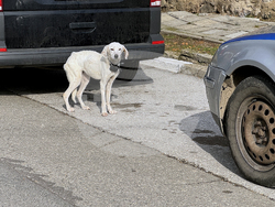 Конаре - издирване на 13-годишния Николай
