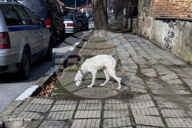 Конаре - издирване на 13-годишния Николай