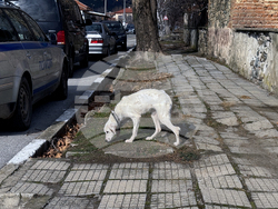 Конаре - издирване на 13-годишния Николай