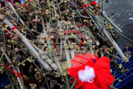 Варна - сурвачки