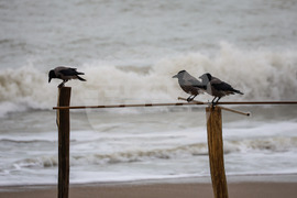 Бургас - зима - море