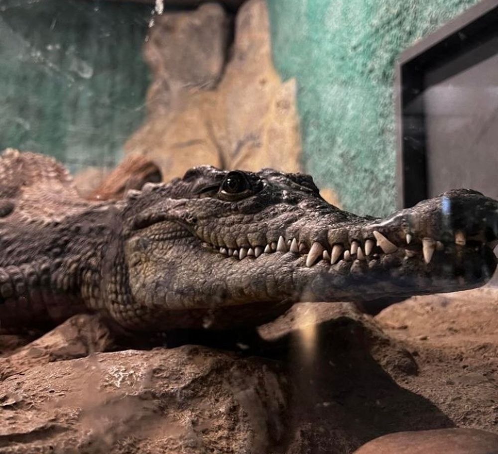 Нилски крокодил, щъркели и сърни са сред животните, намерили приют в Столичния зоопарк през тази година