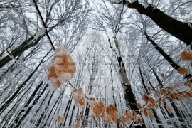 Люлин планина - зимна обстановка