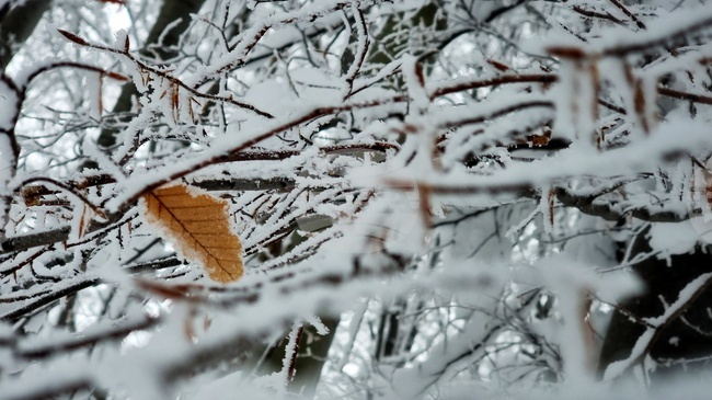 Прогноза за времето