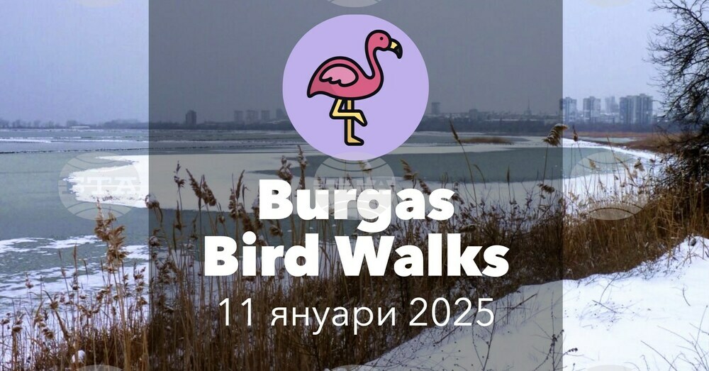 За първи път организацията Bulgaria Bird Walks подготвя разходка за наблюдение на птици в Бургас