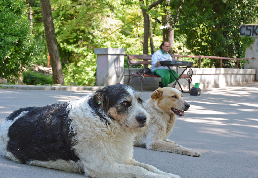 В община Варна има 1812 бездомни кучета според мащабното преброяване на безстопанствените животни 