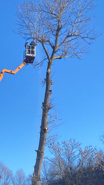 ОА Русе: Премахнаха опасни дървета в близост до централен електропровод в Две могили