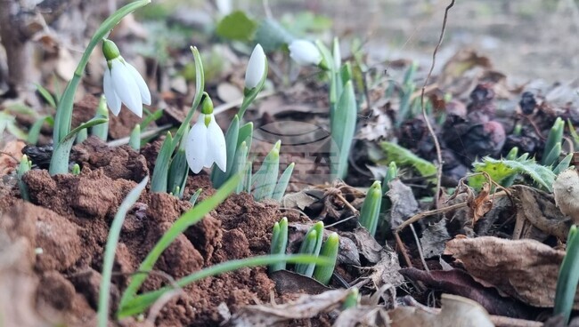 В последния ден на годината в Смолян цъфнаха кокичета 
