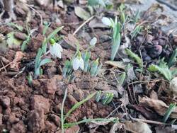 Смолян - кокичета