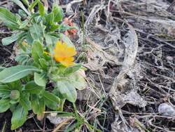 Смолян - цветя - декември