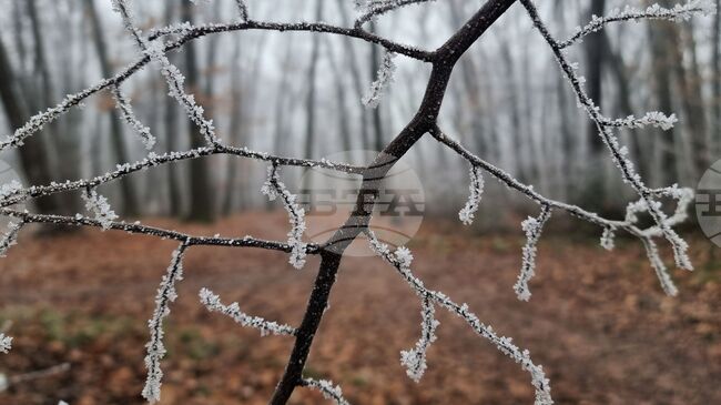 През тази година варненци са предали за рециклиране близо 32 тона хартия и са спасили 725 дървета 