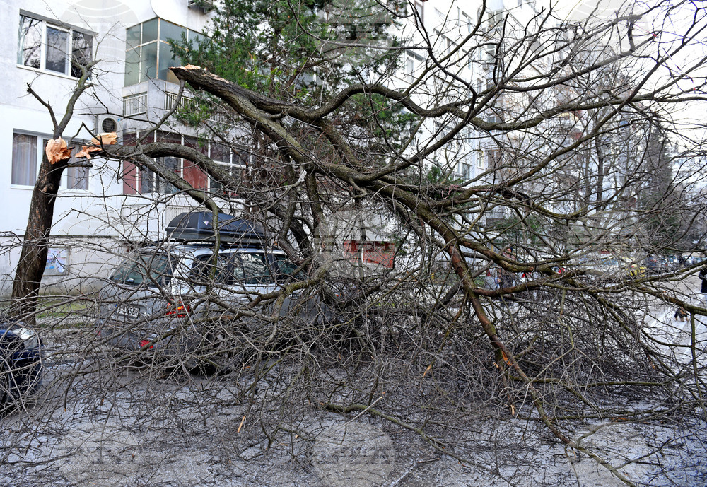 От началото на ноември огнеборците в Разградско са реагирали на 30 сигнала за премахване на паднали дървета от пътни платна